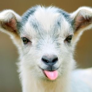 Meet your Posher, Caleigh